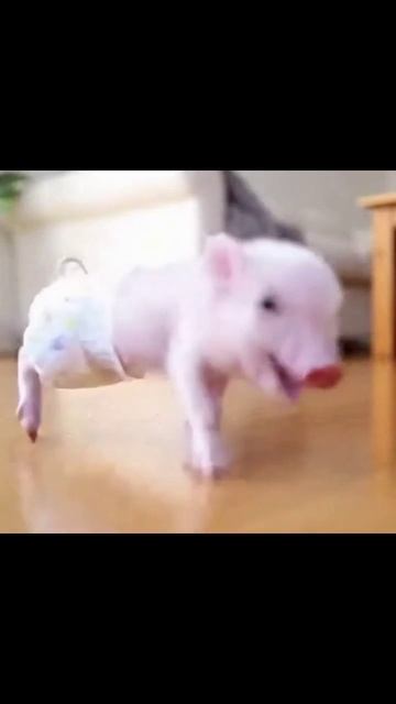 #милыеживотные #питомцы #животныеввидео #кошки #собаки #милота