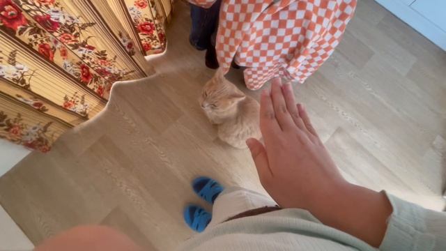 Как я играю с Кремом? (котом)