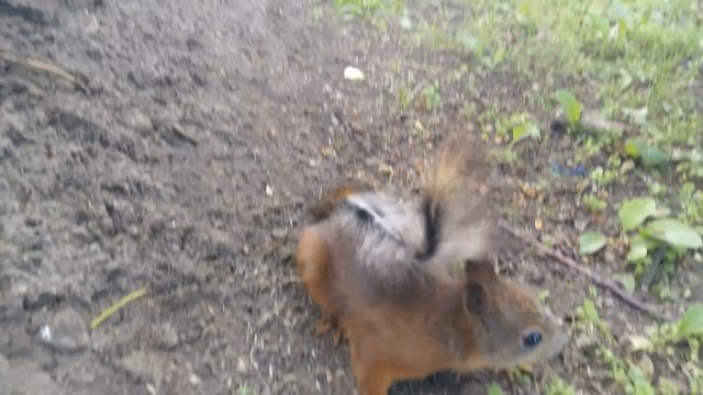 Бельчонок Белка