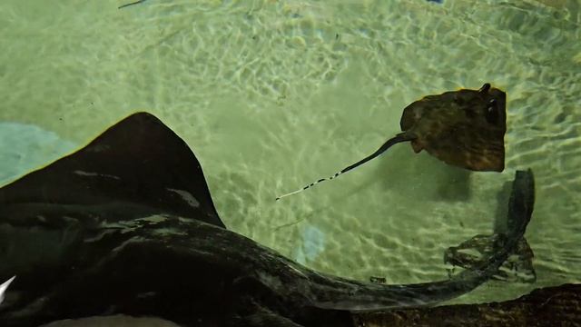 Москвариум.