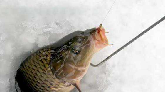 Случайная поимка крупного карпа на балансир в зимний период.