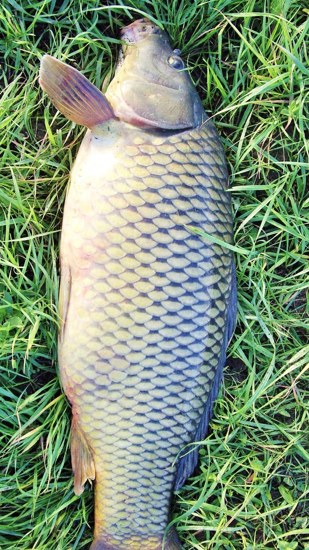 Ловля карпа осенью на кукурузу.