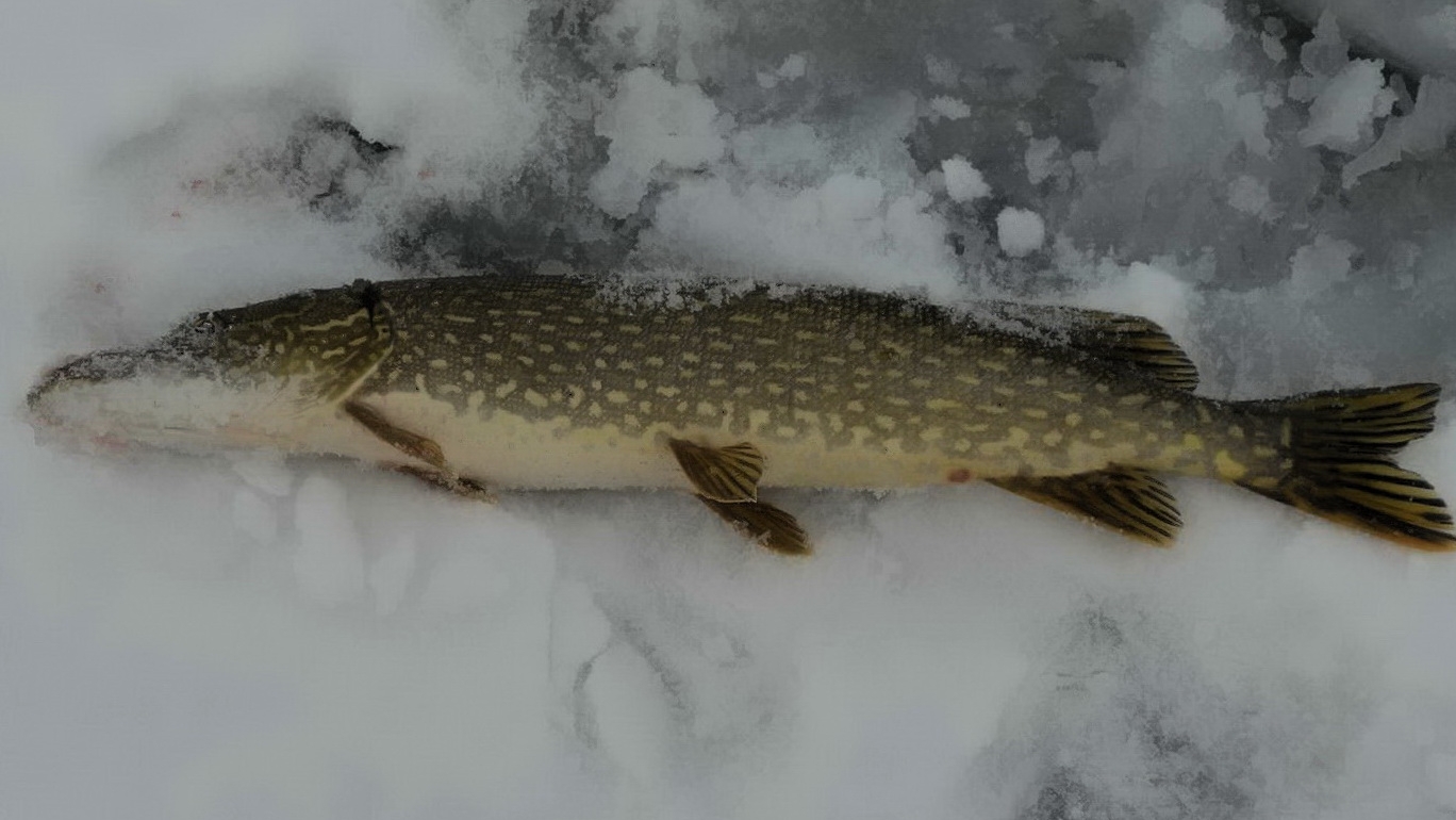 Ночная ловля больших щук на жерлицы в зимний период.