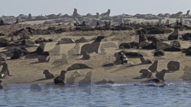 Намибия 2024.mp4