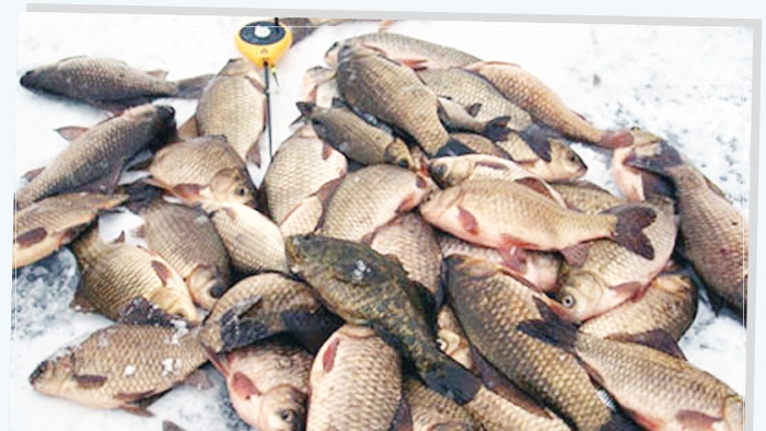 Ловля зимнего карася.