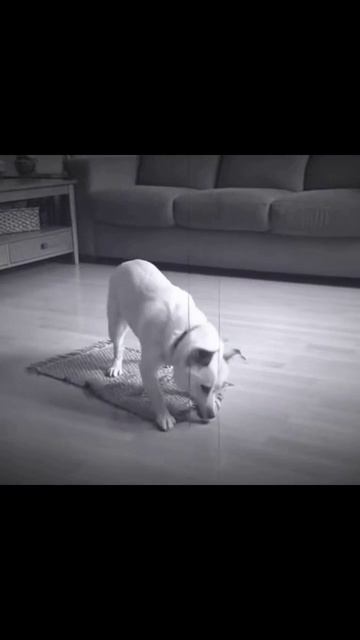 Тайная жизнь домашних животных #питомцы #приключения #кошкиигры