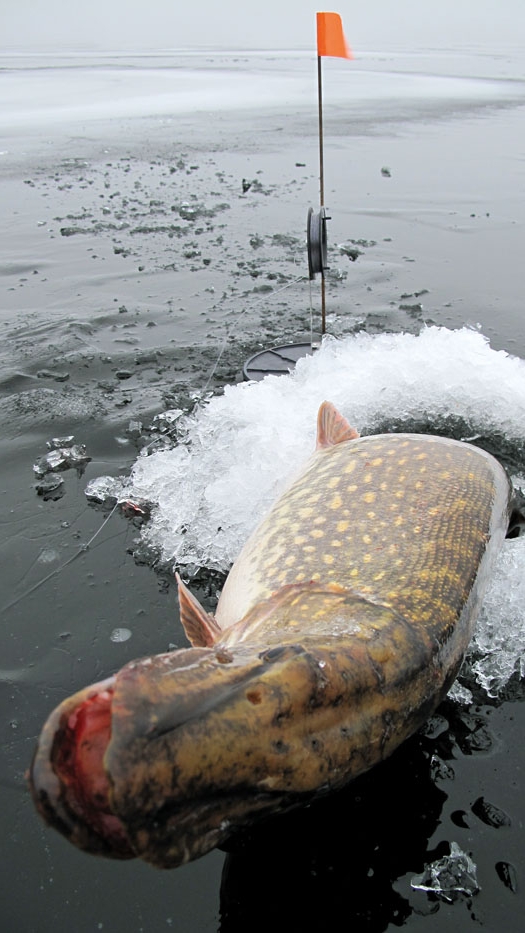 Ловля больших щук на жерлицы зимой.