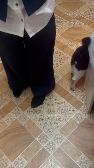 Глаза котика