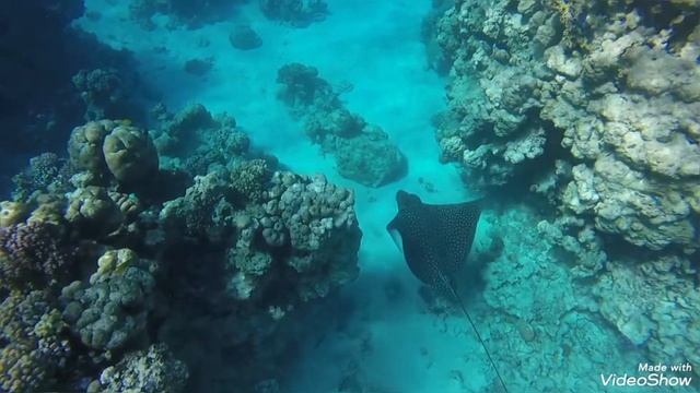 Черный скат возле Sentido Reef Oasis 5*