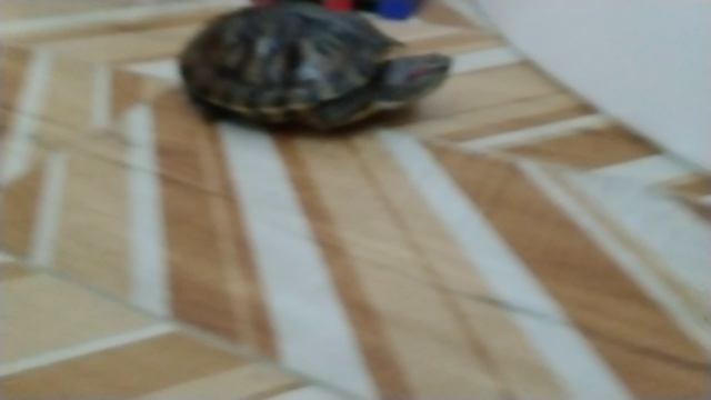 катя и черепашка.mp4