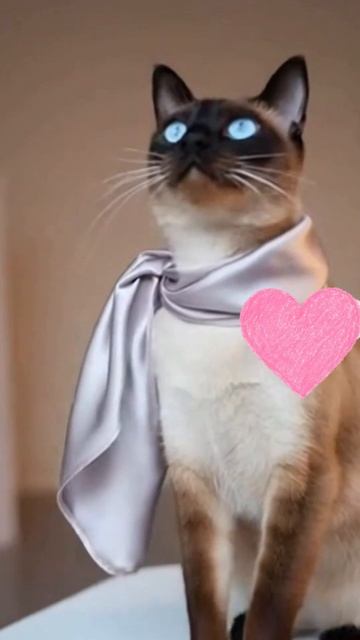 #котики #животные #котята #милота #кошки #кошачиймир #питомцы