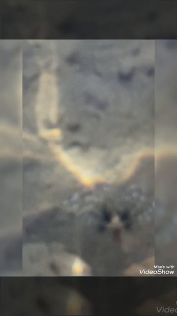 Крылатка у пляжа Sentido Reef Oasis 5*