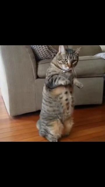 #котик #котикиинтернет #мими #веселыекотики #мяу