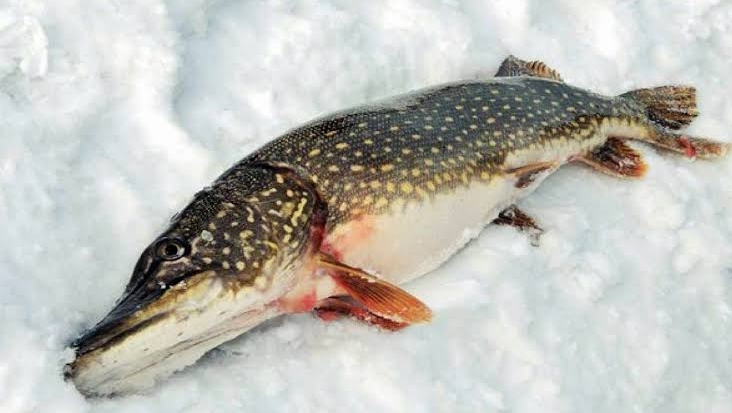 Ловля больших щук на жерлицы в зимний период.