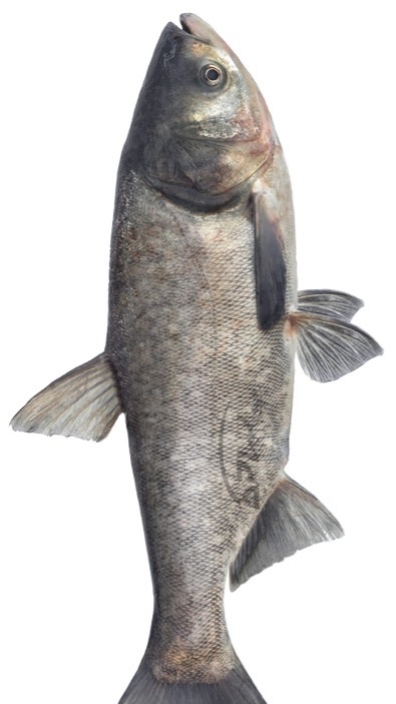 Ловля огромных толстолобов поздней осенью.