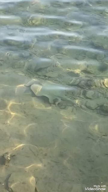 Скат возле пляжа Reef Oasis 5* Египет