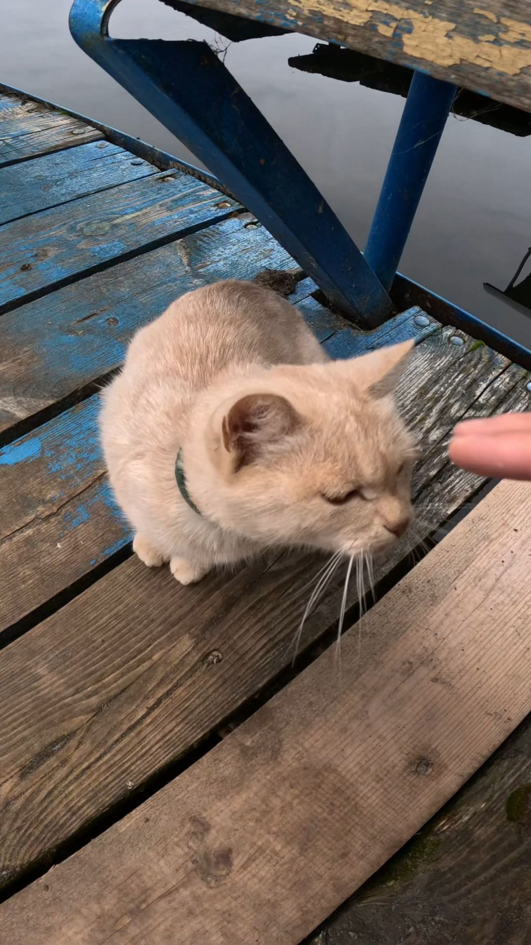 Котейка в Рыбачьем