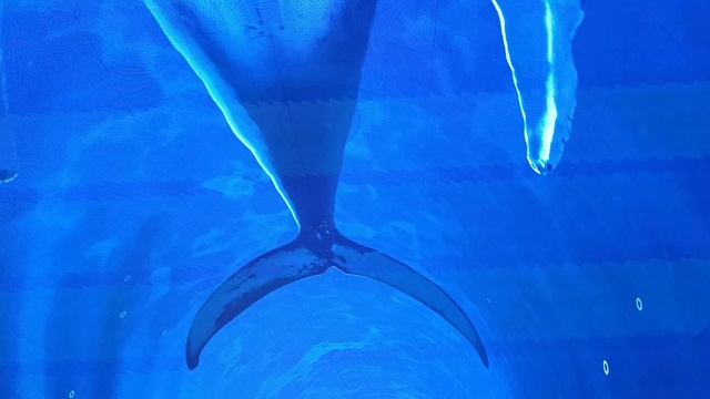 Cfc0a66836db4d94fe8a9596da4b5d96