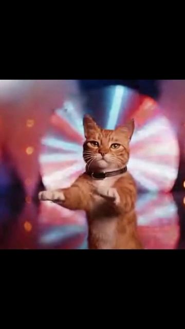 Диско кот #вдохновение #веселье #музыкальноевидео #животныен вечеринке #смешныемоменты