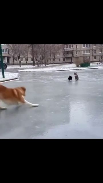 #собаканальду #собачьи_приключения #собачья_радость #собачья_жизнь #друзья_четвероногие #собаки_в_го