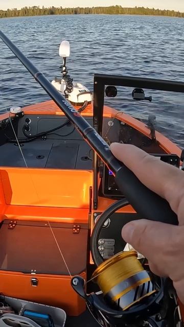 Пелагический судак. Гоняемся и ловим глядя в паноптикс. #fishing #рыбалка #судак #panoptixlivescope