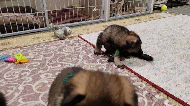 Фрай Винд Ч-помет, щенки немецкой овчарки РР, возраст 1 месяц