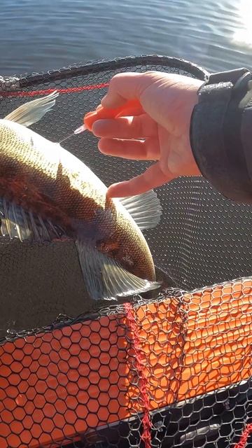 Физинг судаку. Поймал судака с 10 метров - делай физинг!) #fishing #panoptixlivescope #судак #физинг