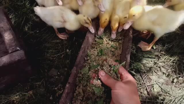 Суточные утята индоутки и мулардов. Чем кормить и как , всё подробно в этом видео.