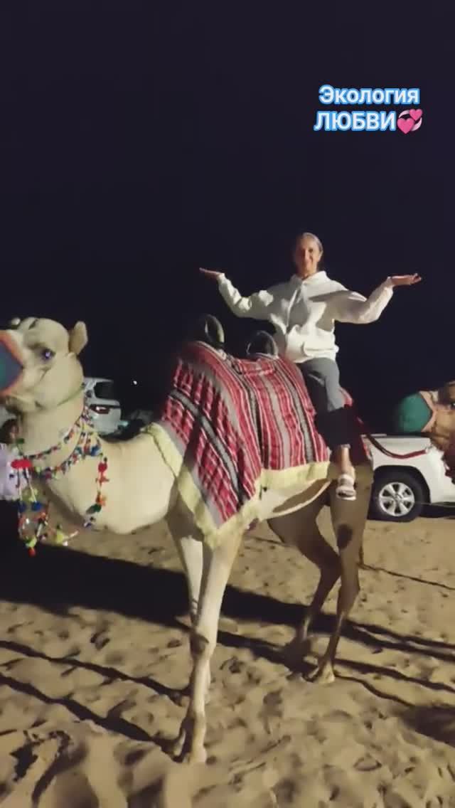 И Снова Верблюды❤Великолепные Животные ❤#camel, #travel , #uae, #fun