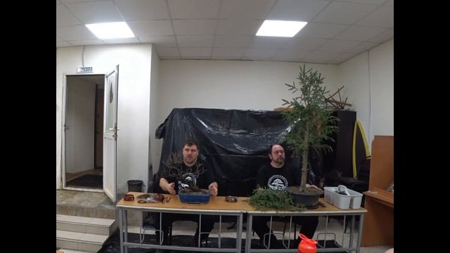 Мастер класс по формированию бонсай Часть 1