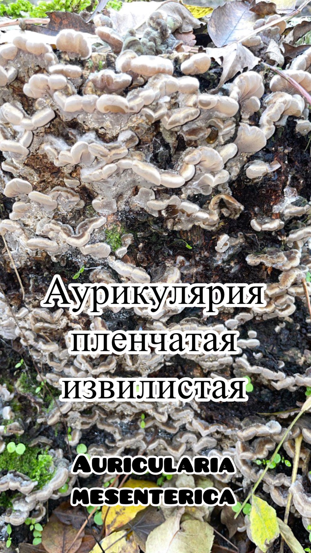 Аурикулярия извилистая Auricularia Mesenterica