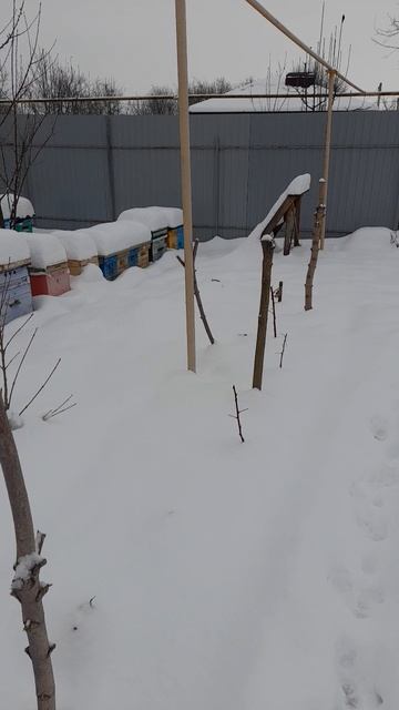 ЗИМА 16.01.2026🐝#пчелы #пасека#зима #пчеловодство