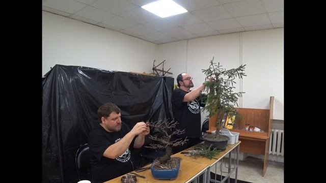 Мастер класс по формированию бонсай Часть 2