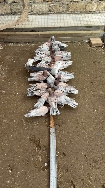 Мраморные Бакинские Голуби 🕊️