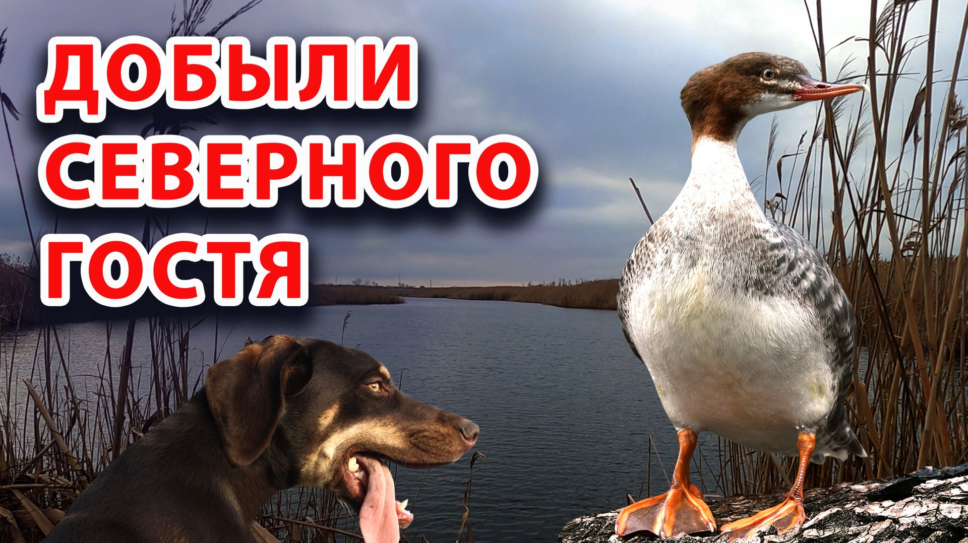 ДОБЫЛИ СЕВЕРНУЮ УТКУ