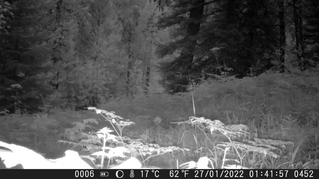 Видео от Красноярская тайга. Фотоловушки