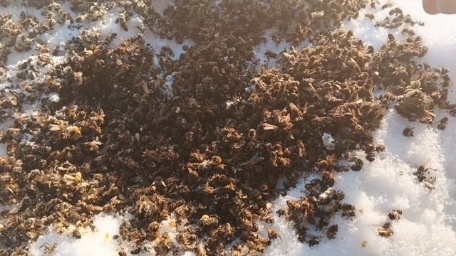 17.01.26. Зимовник! Минус семья, смотрим улей!