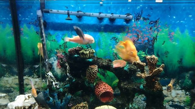 Африканец&Инкубаторских