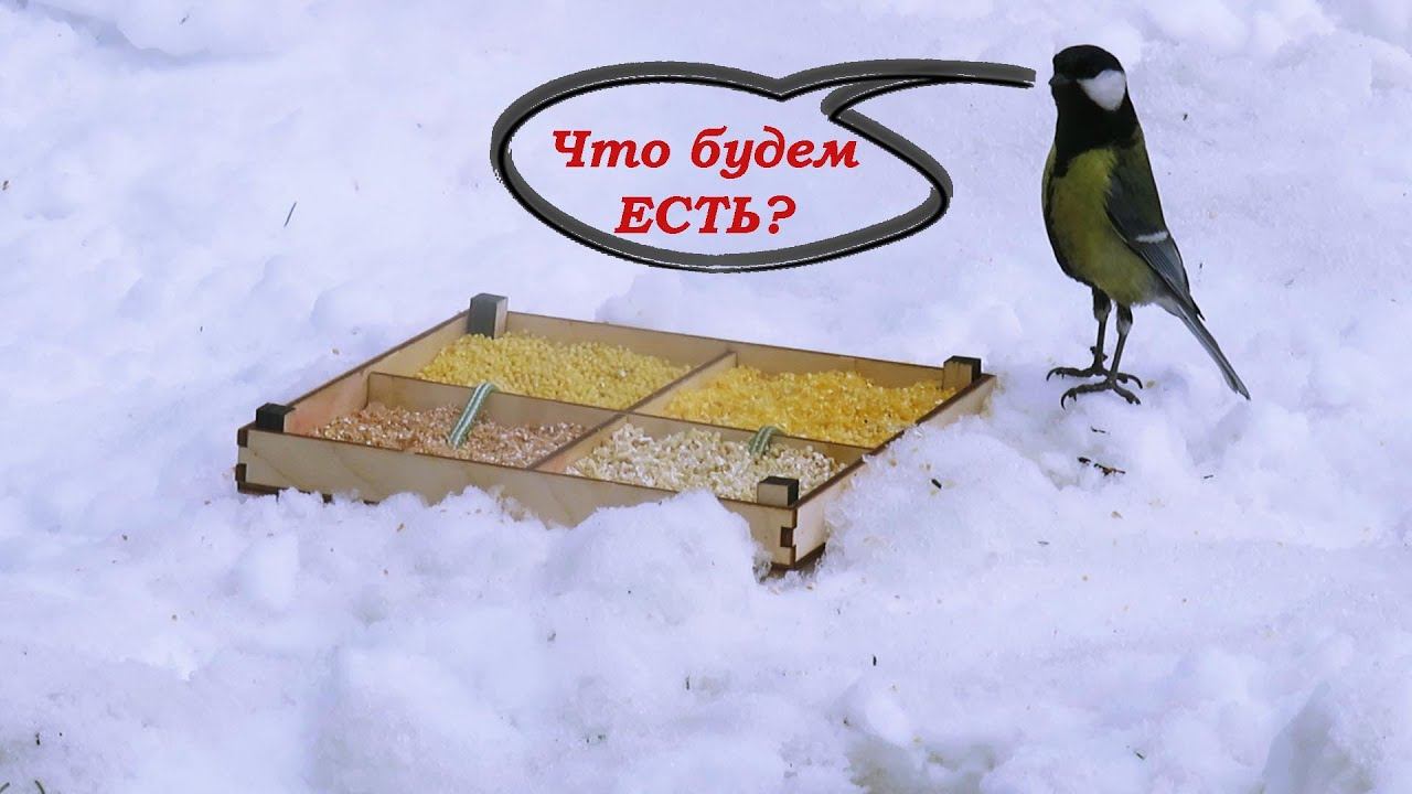 Что едят синицы  Опыт по кормлению птиц крупами