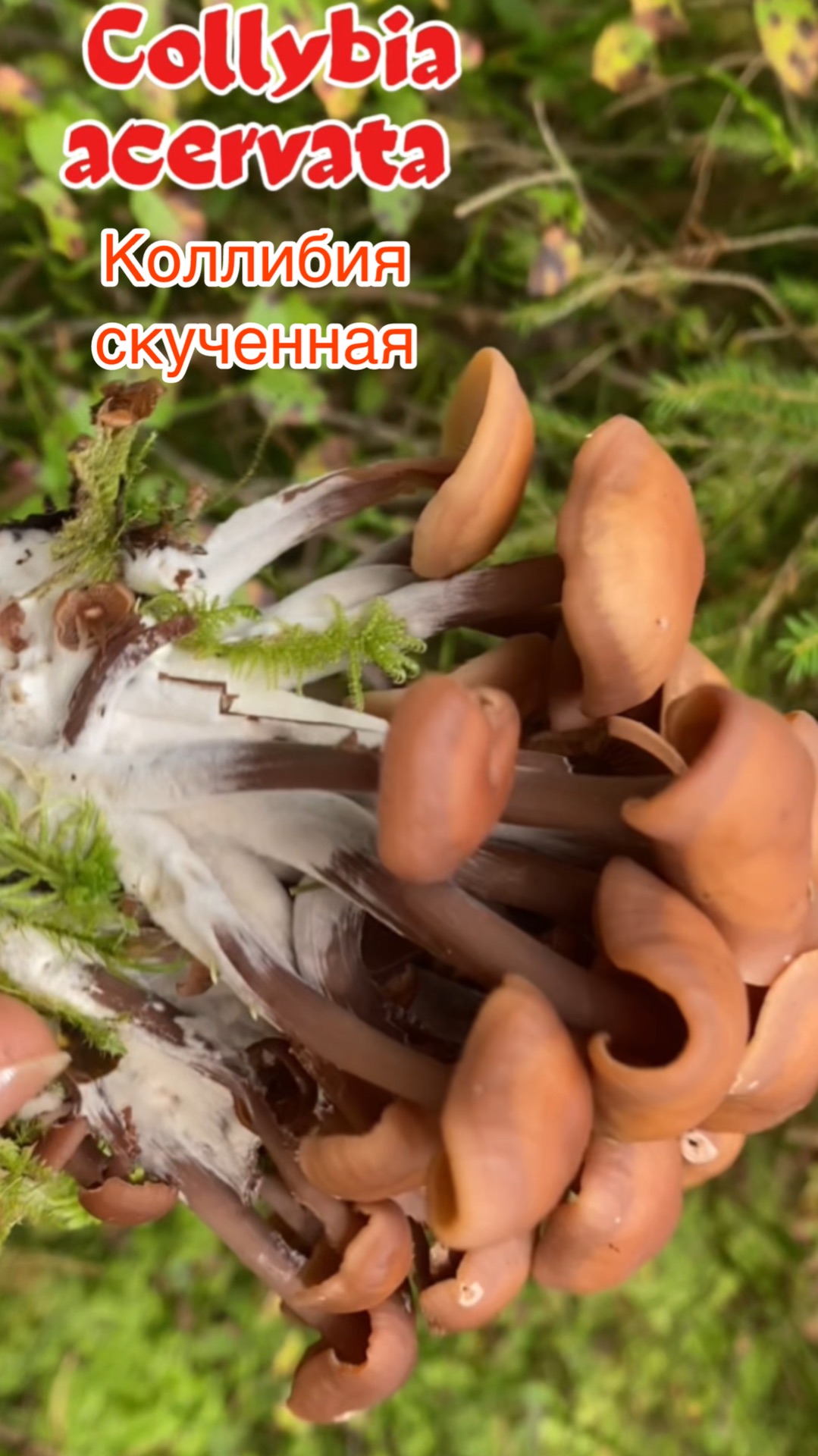 Коллибия скученная Collybia Acervata
