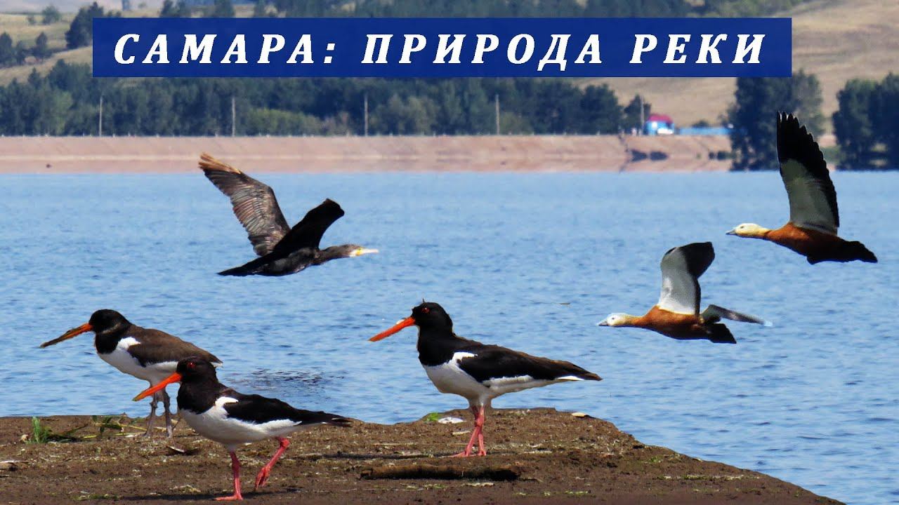 Птицы, звери и природа реки Самара | Наблюдения за миром животных во время сплава