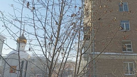 Свиристели 2 часть. 18.01.26