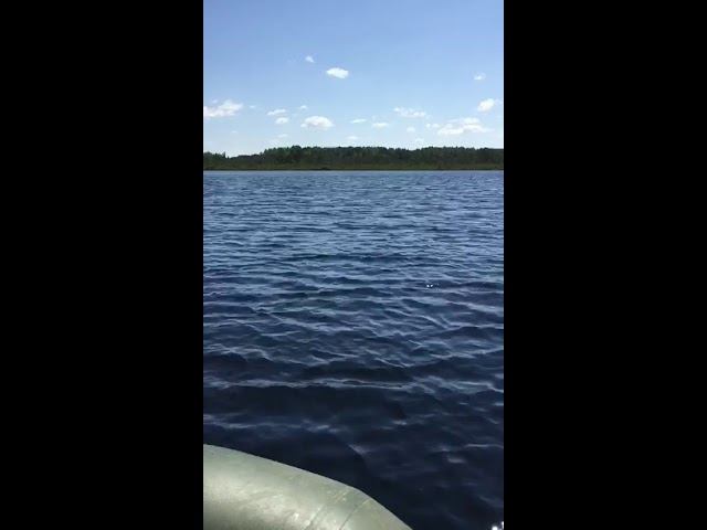 4 августа 2018 г.