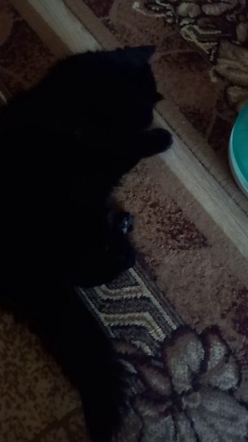 #котики #кот #котикиправятмиром