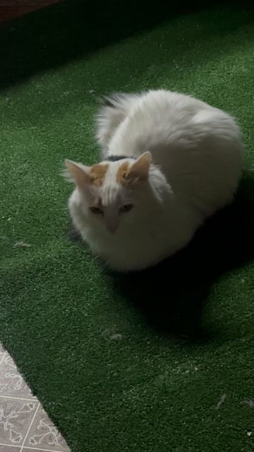 Лена мерзнет -42 Кузбасс