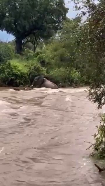Видео от Красноярская тайга. Фотоловушки