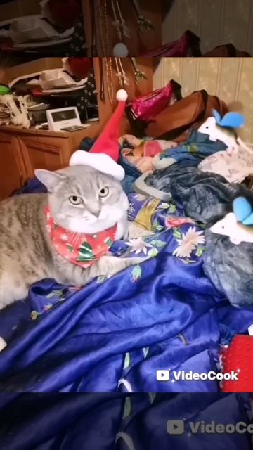 HAPPY NEWYEAR#REELS#REAISTED#REAL#LIFE#TREND#WOW#SWEET#DREAM#HAPPYCAT#toys#bobcat#RICH#ANGELCAT#Word