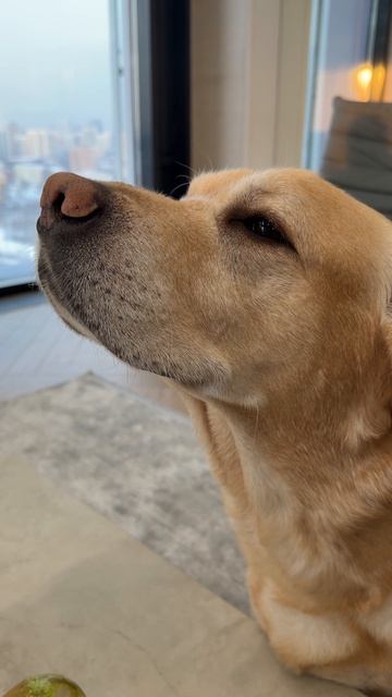 Какой хитрый взгляд😏