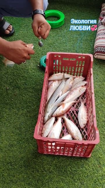 Оман. Поехали на Рыбалку❤ #oman, #fishing, #travel