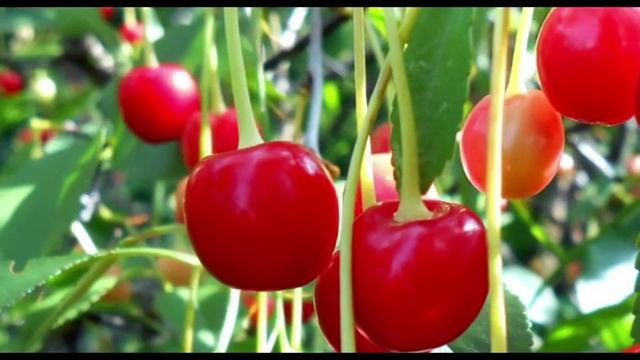 Ягоды грибы и всякое другое. 🦋🍒🥒🍄🍄💯